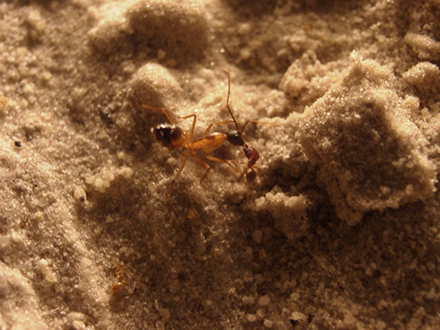 Camponotus Art auf Art Begegnungen - Kampfreaktion