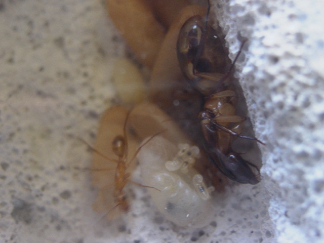 Camponotus sp. 1 Kenia (Ostafrika)
