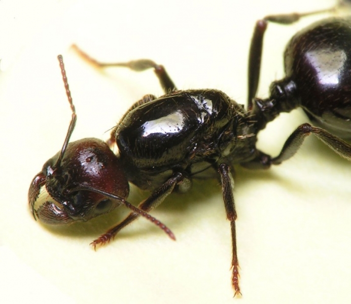 Messor barbarus / queen