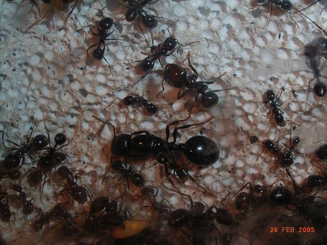 Messor barbarus