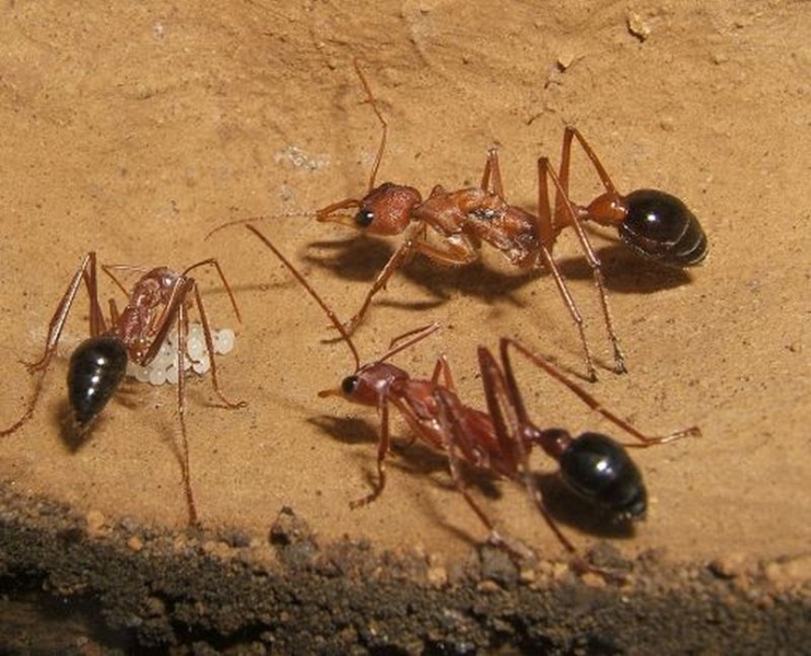 Myrmecia pavida