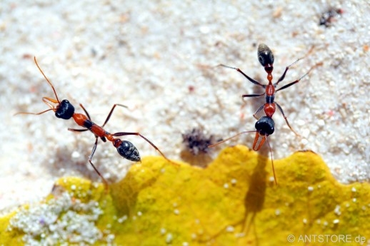 Myrmecia nigrocincta