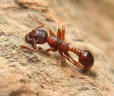 Myrmica rubra / Dead worker