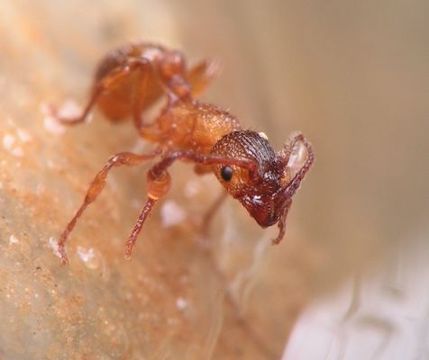 Myrmica rubra / Worker