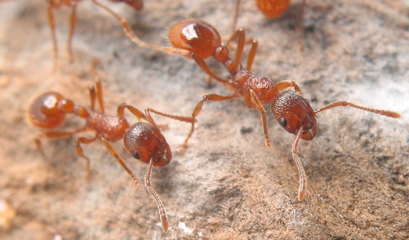 Myrmica rubra / Workers