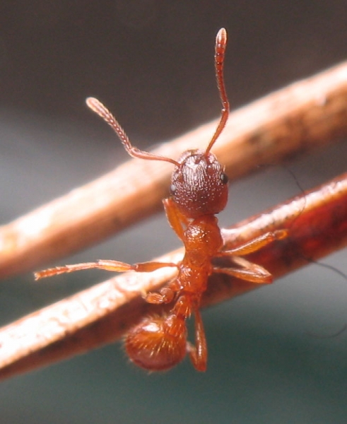 Myrmica rubra / Worker