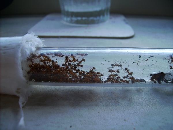 Myrmica Rubra