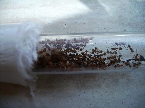 Myrmica Rubra