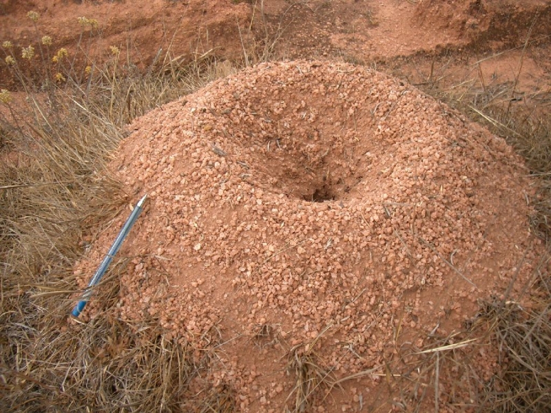 Ant-hill (Madagascar)