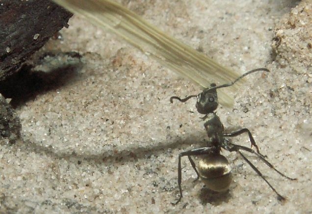 Polyrhachis dives