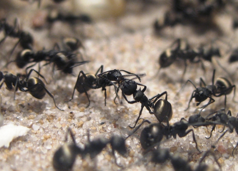 Polyrhachis dives Arbeiterinnen bei der Nahrungsweitergabe