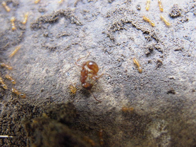 Solenopsis fugax