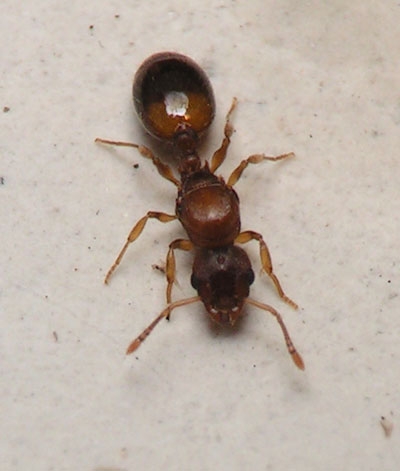 Temnothorax crassispinus / queen