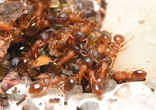 Temnothorax unifasciatus / workers