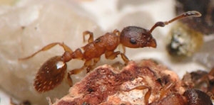 Temnothorax unifasciatus / worker