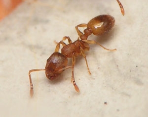 Temnothorax unifasciatus / worker