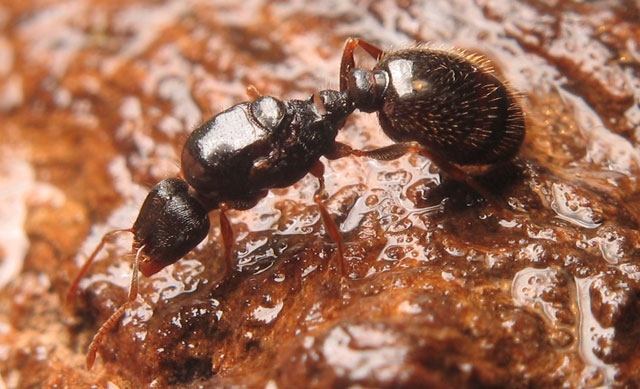 Tetramorium caespitum / Queen