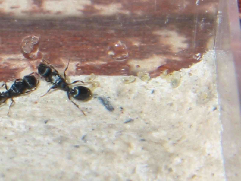 Tetramorium ruginode