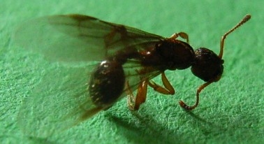 Myrmica sp.