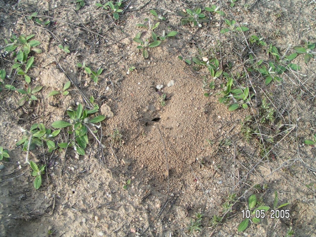 nest of Formica cinerea