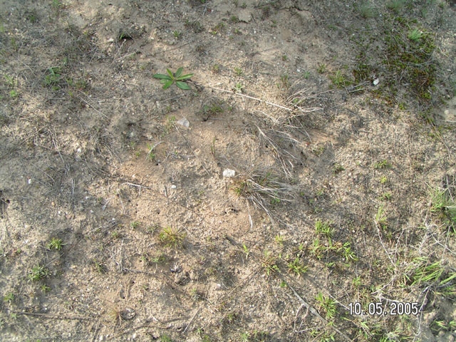 nest of Formica cinerea