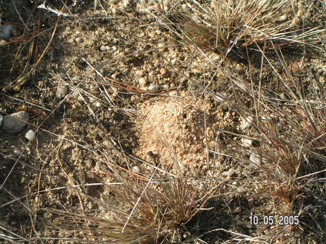 nest of Lasius sp.