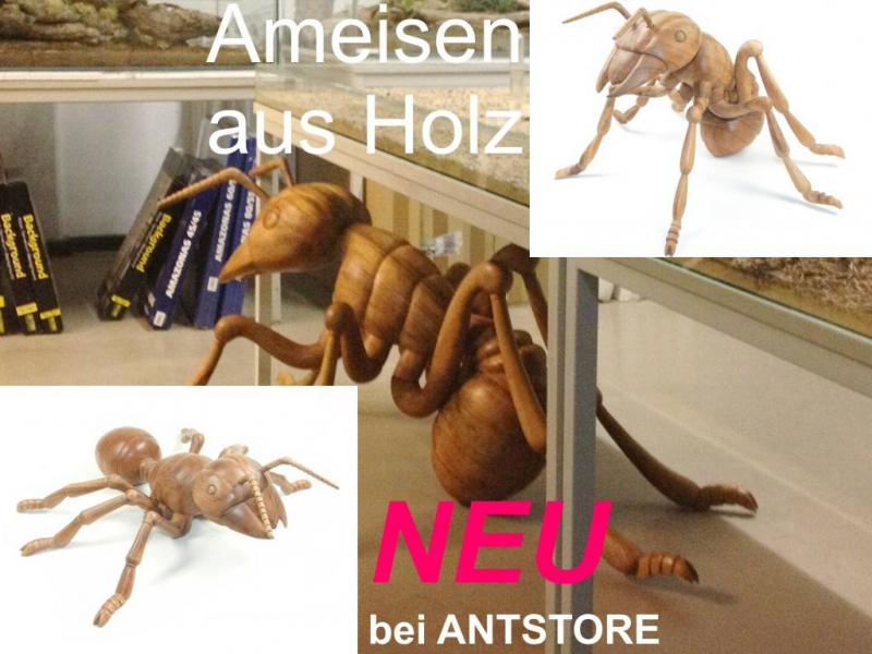 Ameisen-aus-Holz