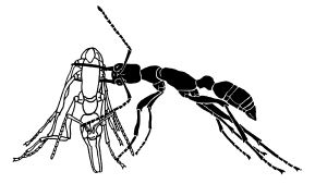 Harpegnathos saltator Arbeiterinnen Bestrafung