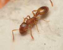 Temnothorax unifasciatus / worker