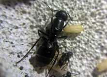 Camponotus vagus