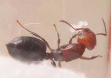 Crematogaster spec. / Queen