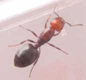 Crematogaster spec. / Queen