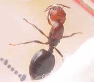 Crematogaster spec. / Queen