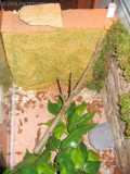 Formicarium für Myrmecia queenslandica