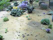 plants in the formicarium