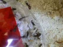 Im Becken sind Camponotus cruentatus