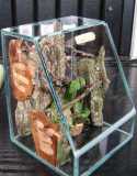 formicarium/terrarium