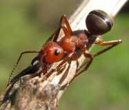 Formica sanguinea