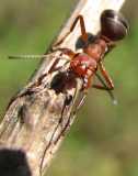 Formica sanguinea