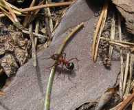 Raptiformica (sanguinea)