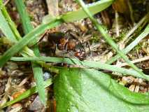 Formica (Raptiformica) sanguinea