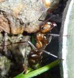 Formica (Raptiformica) sanguinea