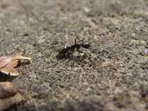 Serviformica sp.