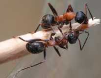 Formica rufibarbis / Workers