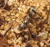 Formica fusca / Worker