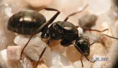 Formica fusca / Queen