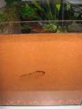 Vorgefertigtes Nest in Sand Formicarium