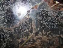 Polyrhachis dives Nest