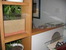 Mein Formicarium im Regal (Bild 2)