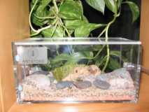 Mein Formicarium im Regal (Bild 5)